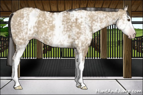 Horse Color:Gray White Spotted Classic Champagne Dun