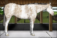 Horse Color:Gray White Spotted Classic Champagne Dun