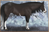 Horse Color:Gray White Spotted Brown Splash 