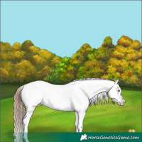 Horse Color:White Spotted Gold Champagne Dun Splash 