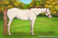 Horse Color:Gold Champagne Dun 