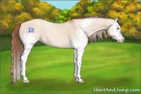 Horse Color:White Spotted Gold Champagne Dun Splash 