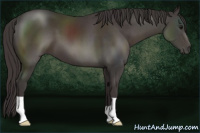 Horse Color:Smoky Black