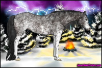 Horse Color:Gray White Spotted Brown 