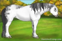 Horse Color:White Spotted Blue Roan Splash Frame Appaloosa 
