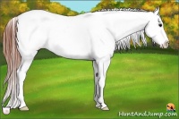 Horse Color:Grullo Blanket Rabicano 
