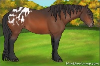 Horse Color:Bay Appaloosa 