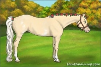 Horse Color:White Spotted Gold Cream Champagne