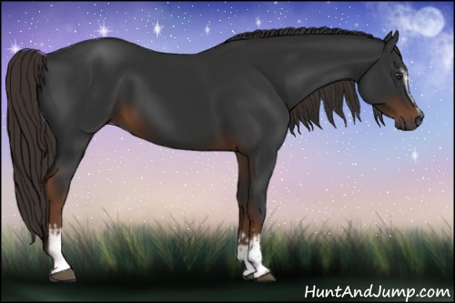 Horse Color:Gray White Spotted Liver Chestnut 