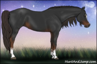 Horse Color:Gray White Spotted Liver Chestnut 