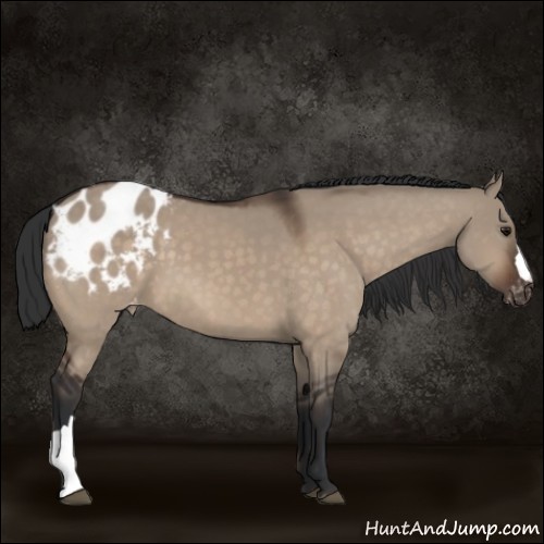 Horse Color:Brown Dun Appaloosa 