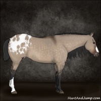 Horse Color:Brown Dun Appaloosa 