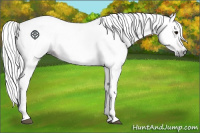 Horse Color:Gray White Spotted Bay 