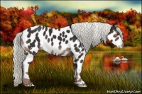 Horse Color:Liver Chestnut Appaloosa 