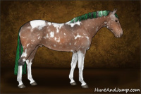 Horse Color:Painted White Spotted Bay Tobiano Appaloosa