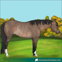 Horse Color:Brown Dun Rabicano 