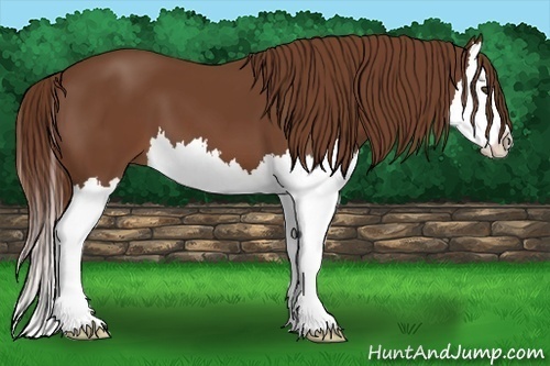 Horse Color:Chestnut Splash