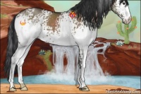 Horse Color:White Spotted Brown Dun 
