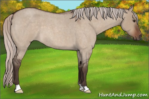 Horse Color:Silver Brown Roan Dun
