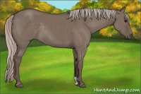 Horse Color:Silver Grullo Rabicano 