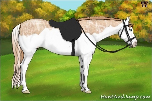 Horse Color:Gold Champagne Ice Splash