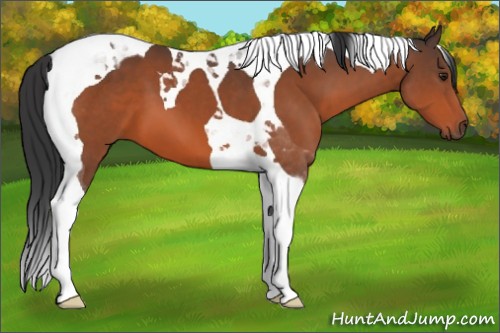 Horse Color:Brown Tobiano 