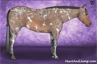 Horse Color:White Spotted Bay Ice 