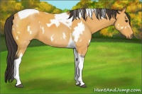 Horse Color:White Spotted Buckskin Tobiano 