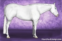 Horse Color:Chocolate Palomino Pearl Appaloosa