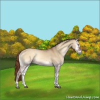 Horse Color:Red Dun Onyx 