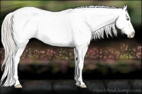 Horse Color:Chocolate Palomino Pearl Appaloosa 