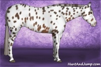 Horse Color:Liver Chestnut Appaloosa 