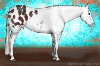 Horse Color:Bay Appaloosa 