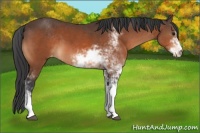 Horse Color:Bay Sabino Appaloosa 