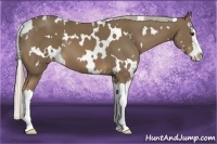 Horse Color:White Spotted Chocolate Palomino Splash