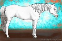 Horse Color:Liver Chestnut Appaloosa 