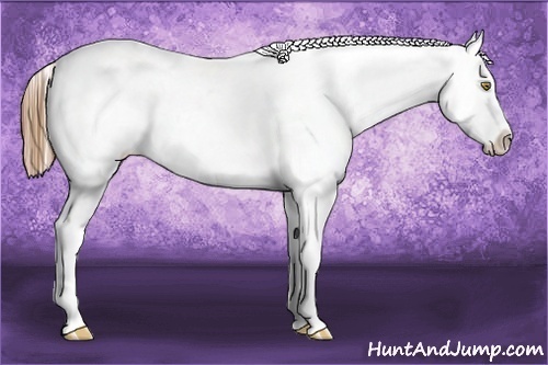 Horse Color:Liver Red Dun Pearl Appaloosa 