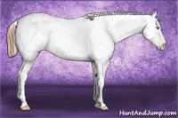 Horse Color:Liver Red Dun Pearl Appaloosa 
