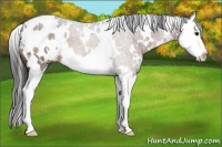 Horse Color:White Spotted Brown Roan Splash Appaloosa