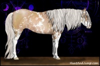 Horse Color:Silver Black Pearl Sabino Rabicano 