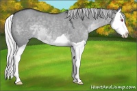Horse Color:Silver Grullo Chinchilla Splash 