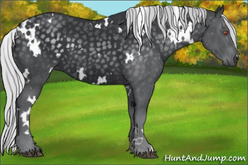 Horse Color:White Spotted Silver Black Chinchilla