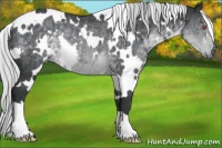 Horse Color:White Spotted Silver Black Chinchilla Rabicano 