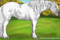 Horse Color:White Spotted Silver Grullo Chinchilla Tobiano Appaloosa Rabicano 