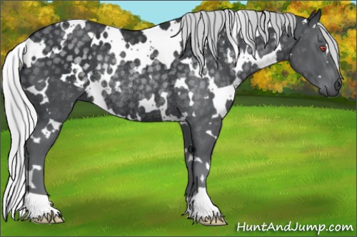 Horse Color:White Spotted Silver Black Chinchilla Rabicano 