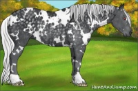 Horse Color:White Spotted Silver Black Chinchilla Rabicano 