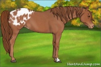 Horse Color:Red Roan Appaloosa 