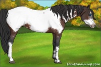 Horse Color:Brown Roan Frame Appaloosa 