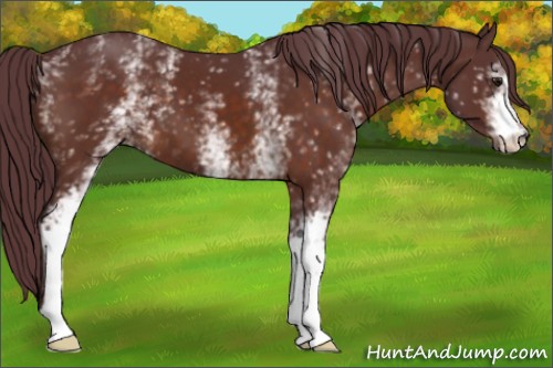 Horse Color:White Spotted Chocolate Brown 