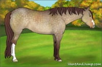 Horse Color:Chocolate Buckskin Dun 